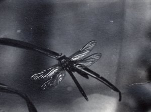 Libellula da Frederick William Bond
